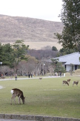 DEER3