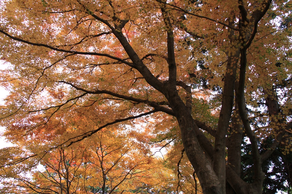 紅葉７