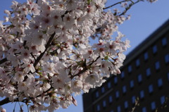 cherry3