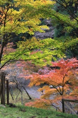 紅葉１４