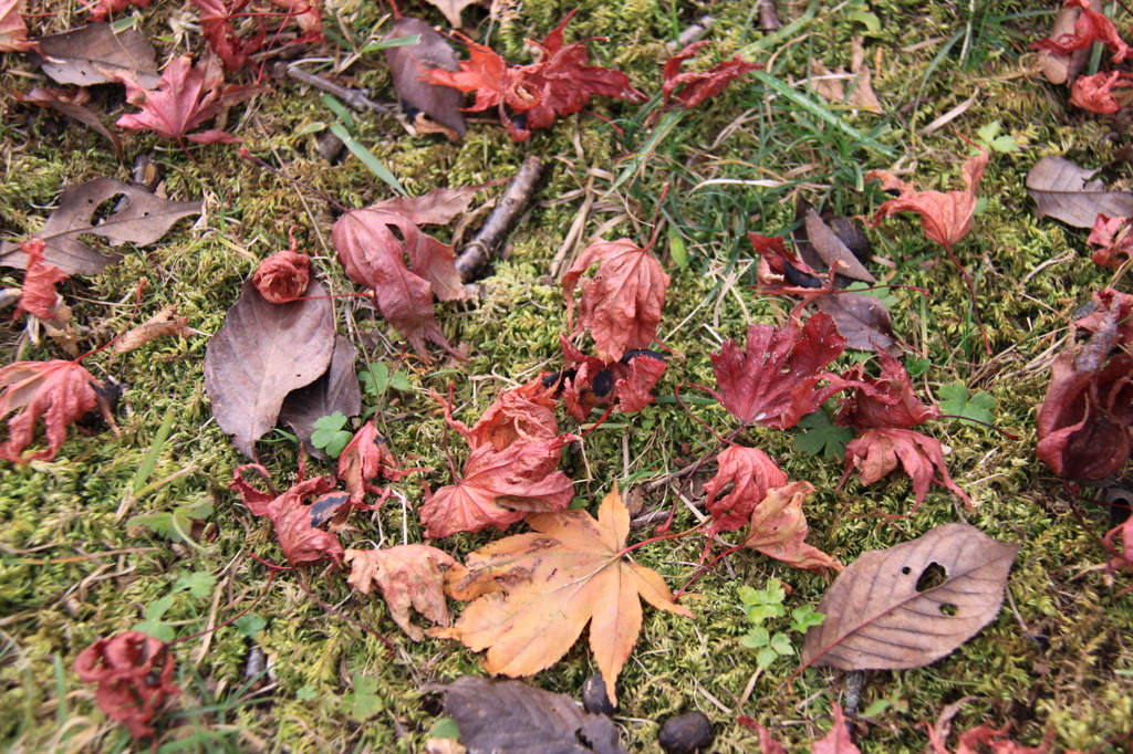 紅葉６