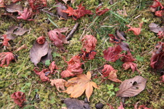 紅葉６