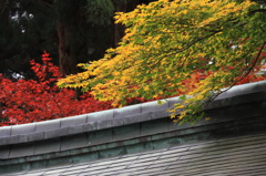 紅葉１７
