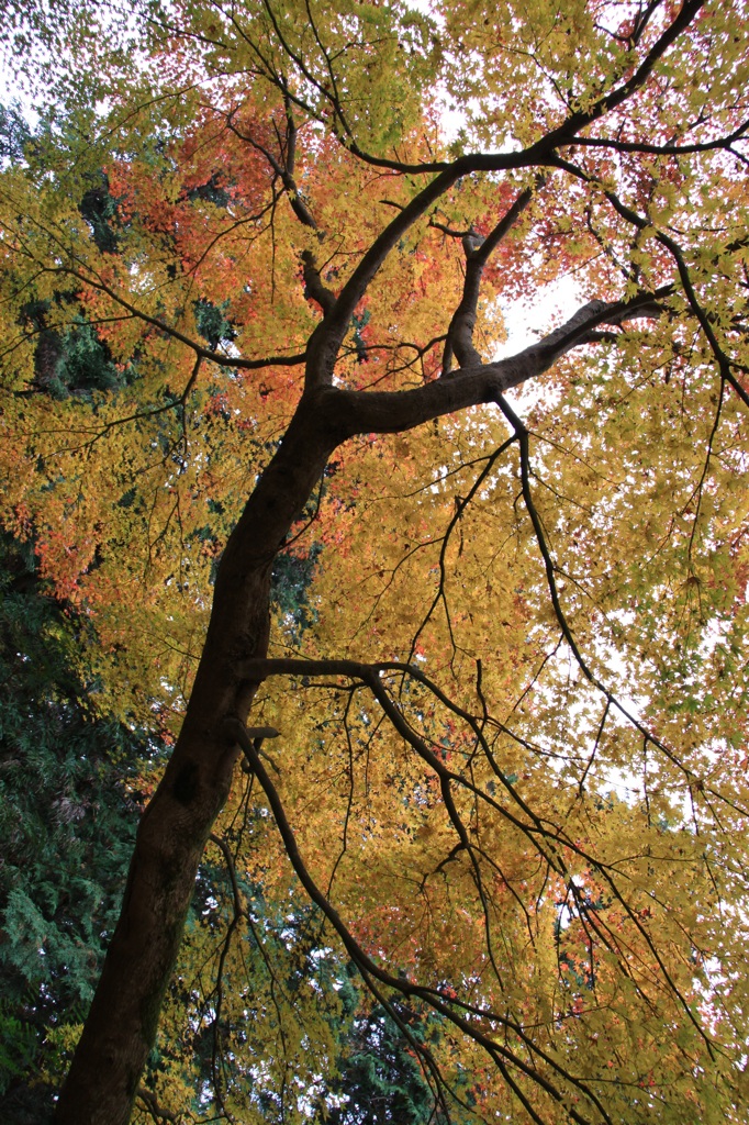 紅葉１１