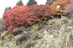 紅葉２