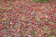 紅葉５