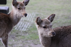 DEER1