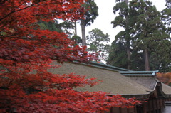 紅葉１６