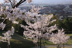 cherry1