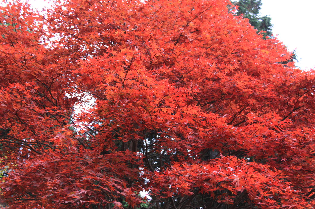 紅葉８
