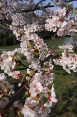 cherry6