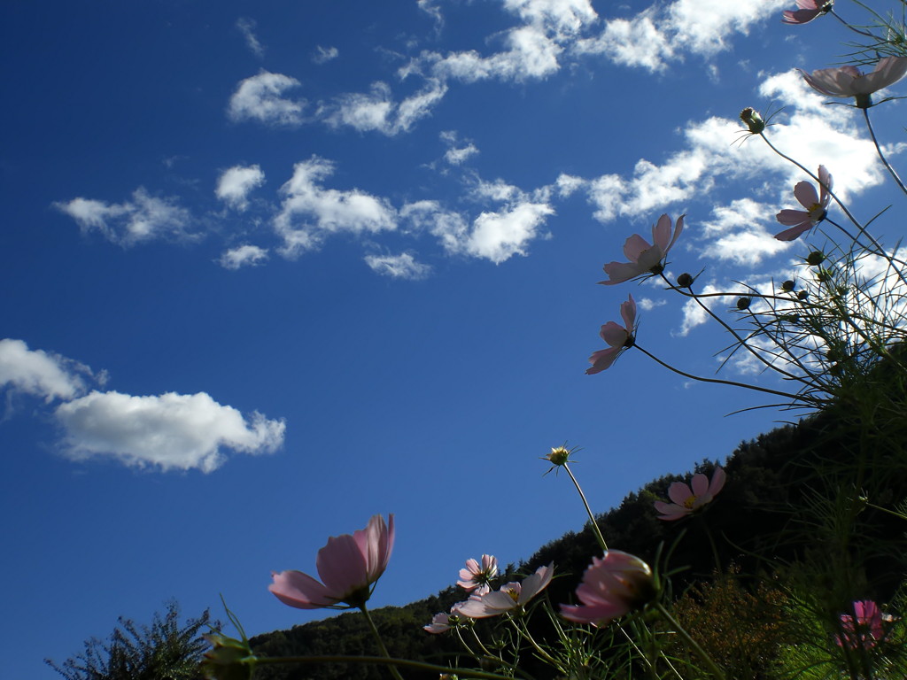 青空と花