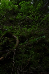 苔のむすまで