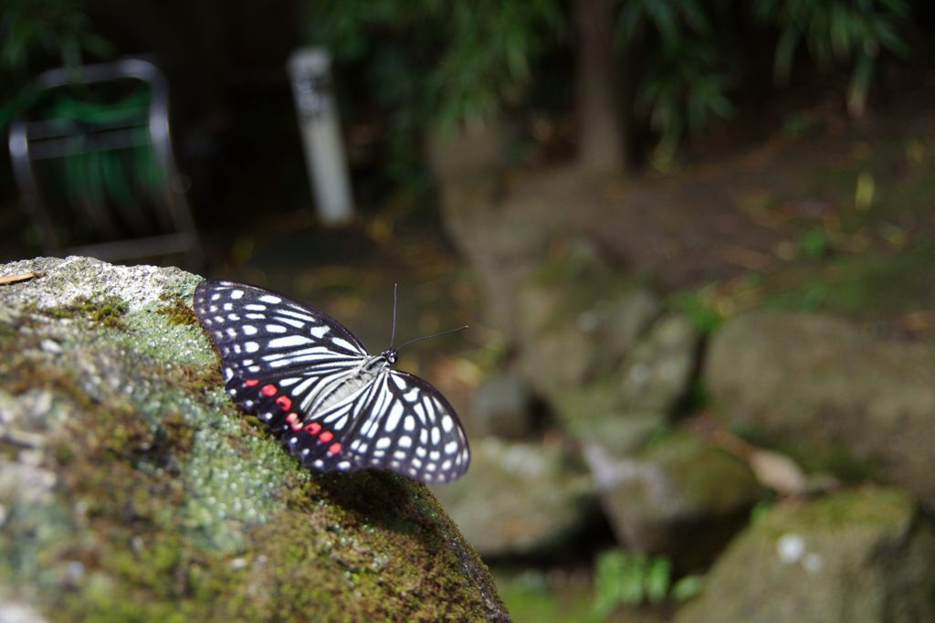 木陰で羽休め