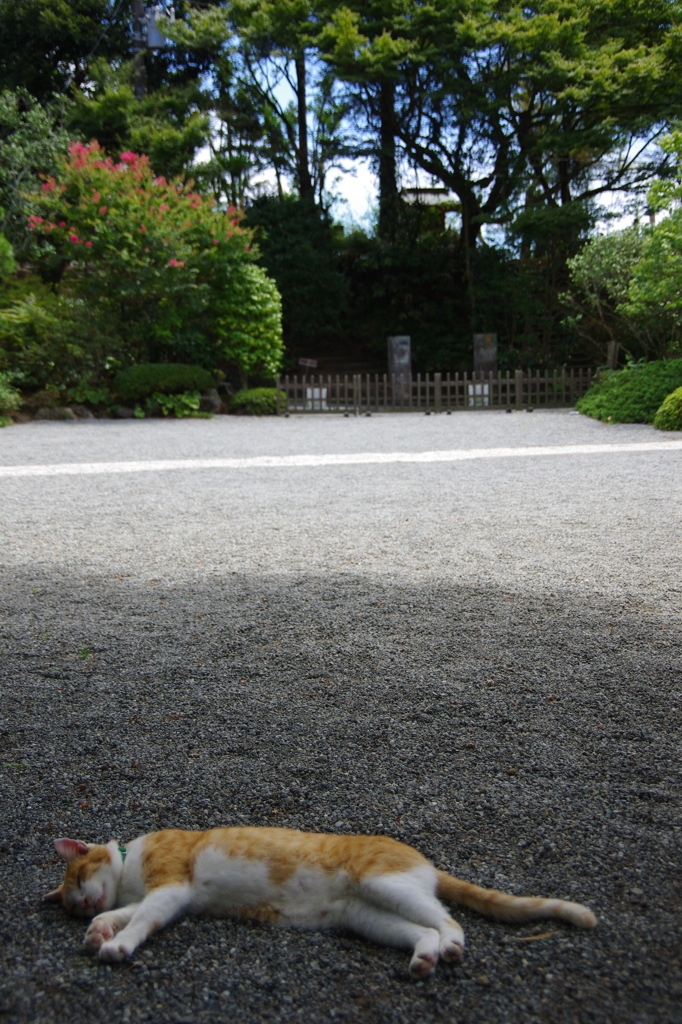 涼しさを求めて