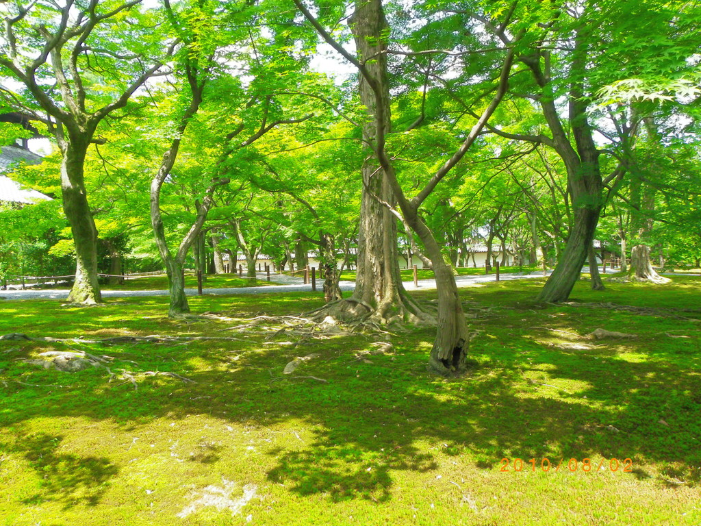 緑の日差し