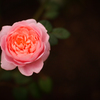 冬の薔薇