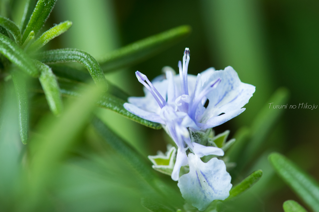 Rosemary