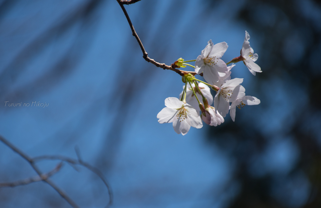 文庫の桜