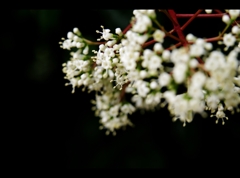 珊瑚樹の花