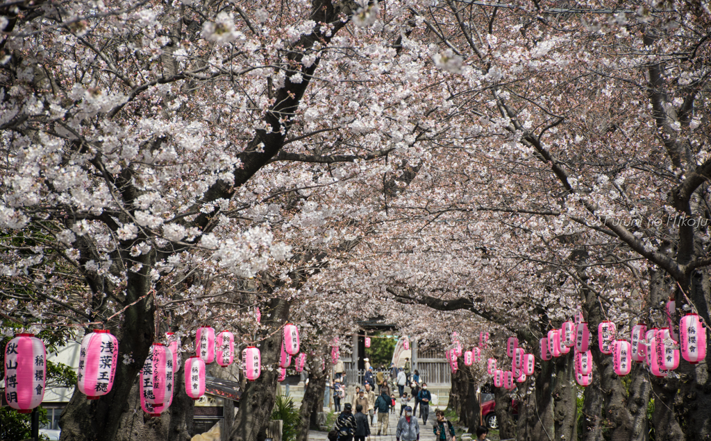 文庫の桜