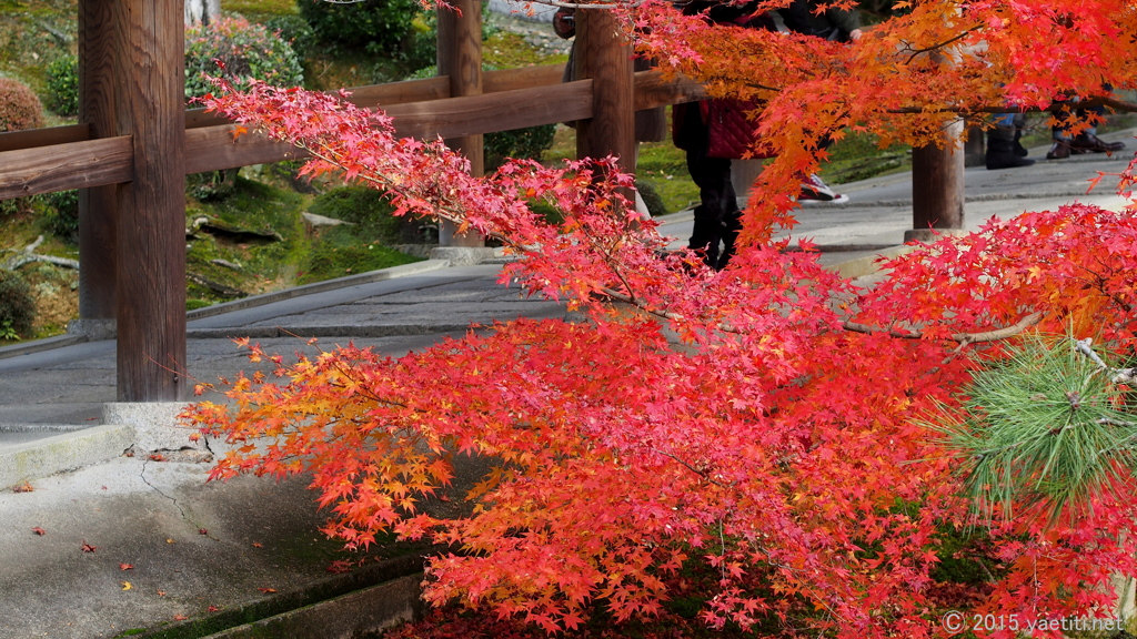 秋の京都を往く