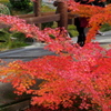 秋の京都を往く