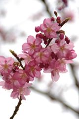 ２年越しにようやく撮れた”桜”