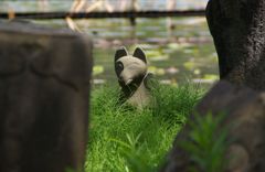 不忍池にお狐さま出る！