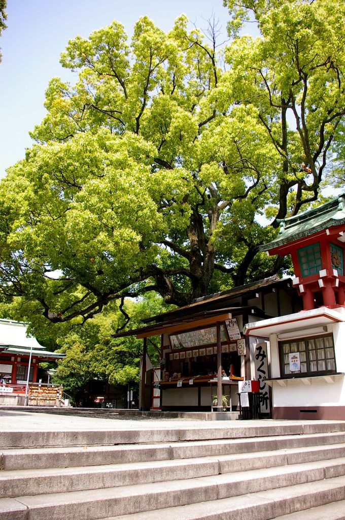 富岡八幡　初夏
