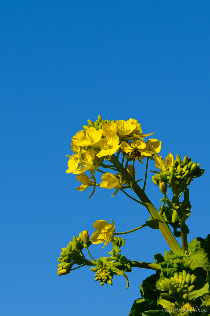 菜花が咲いて