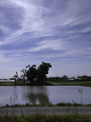 鎮守様と水田と