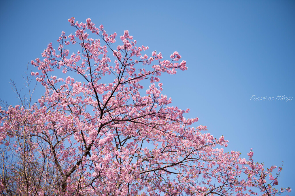 約束の桜