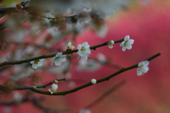 春の色、總持寺