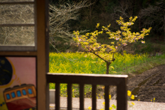 菜の花街道を往く