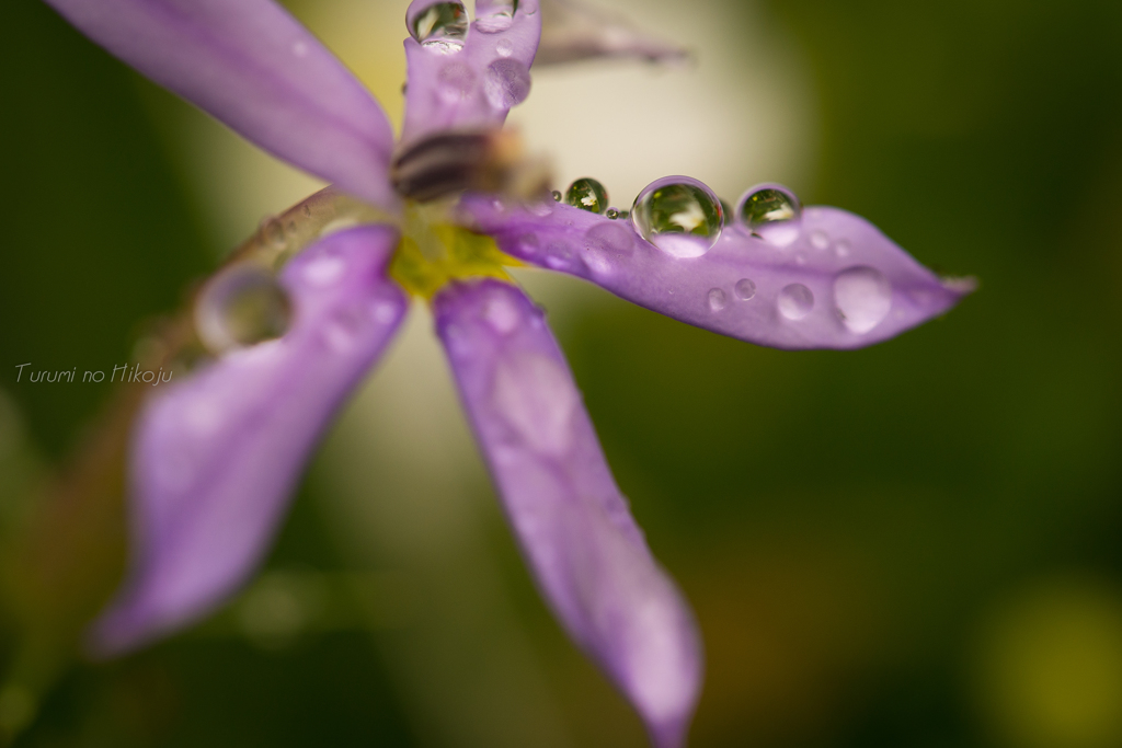 雨垂れ