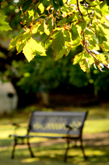 プラタナスの木の下で・・・