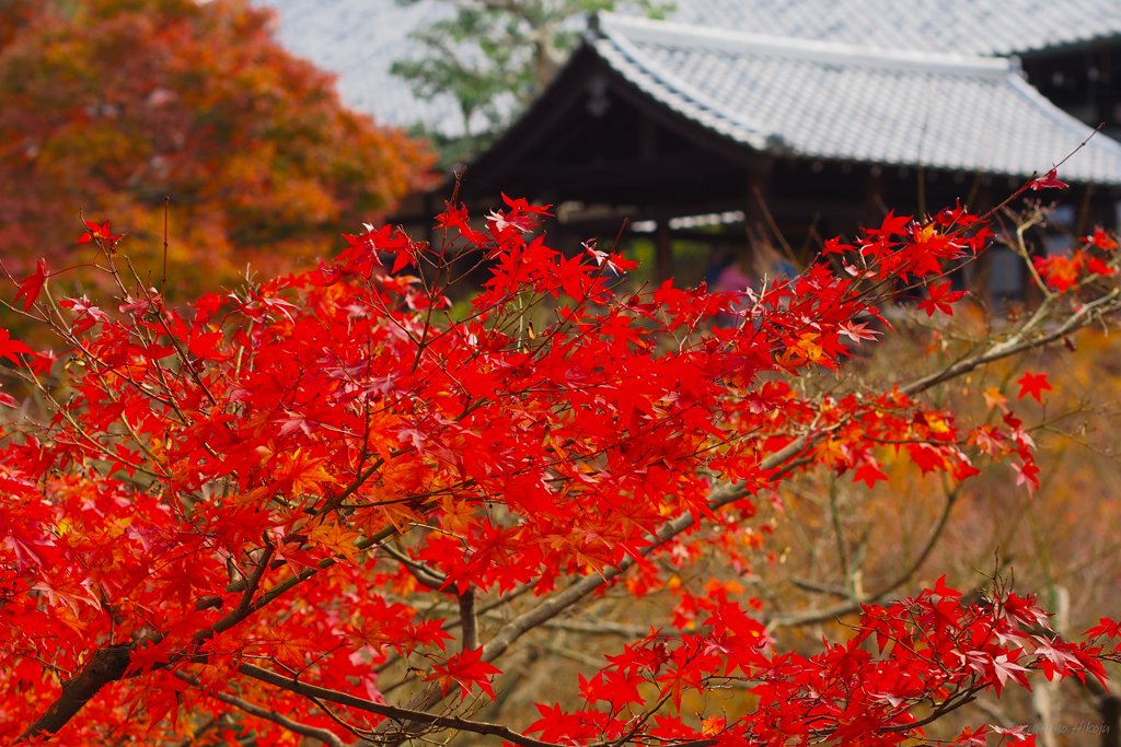 2015の京都です・・・
