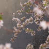 見下ろす桜も・・・