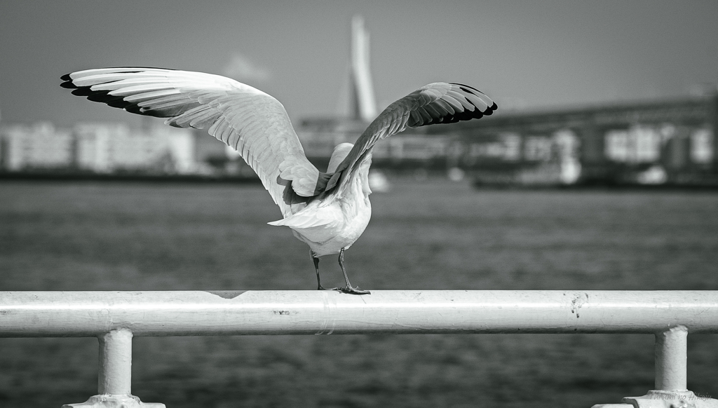 HDDの写真整理中