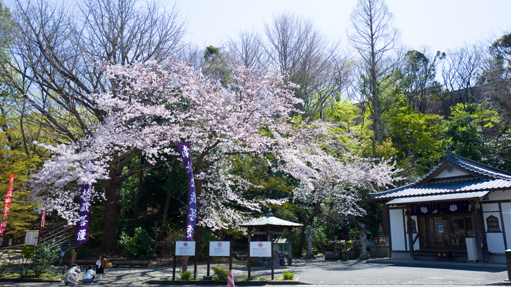 梅に替わって桜の季節