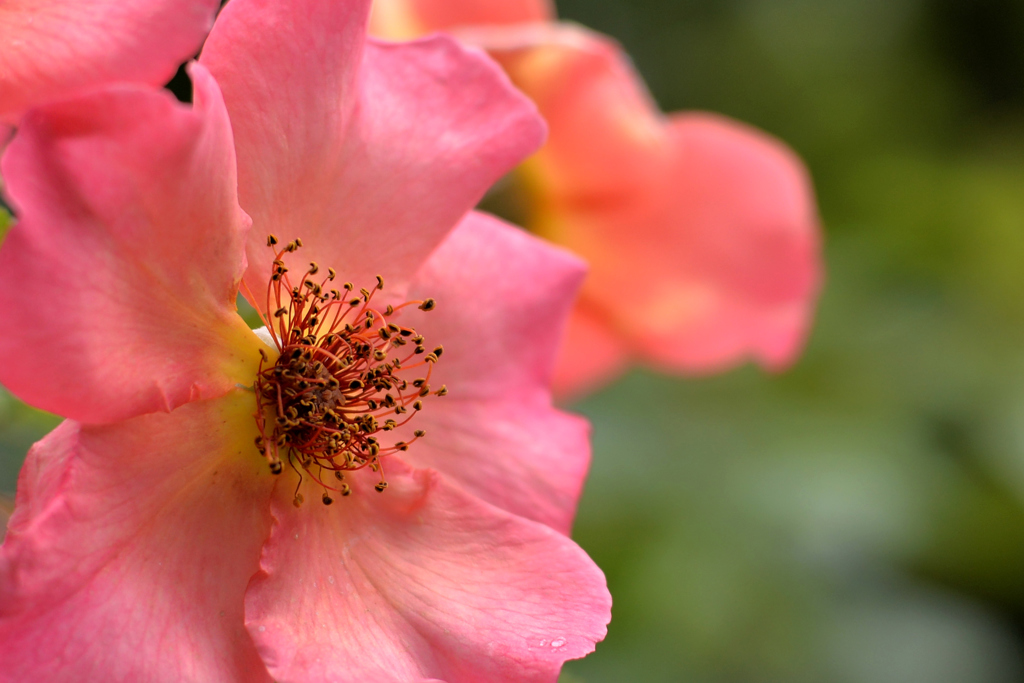 花フェスタ、終了してしまいました。