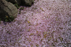 約束の桜