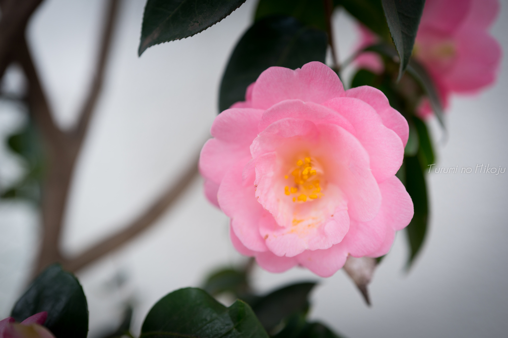 君は薔薇ほどに美しい