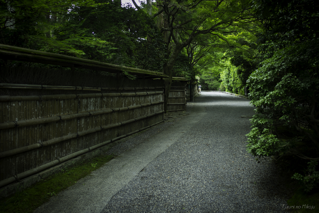 新緑　龍安寺