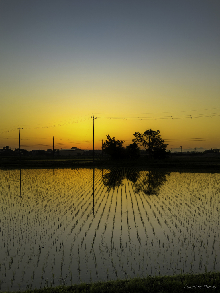朝まづめ