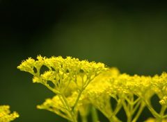 女郎花