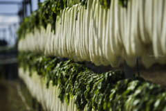 white radish field