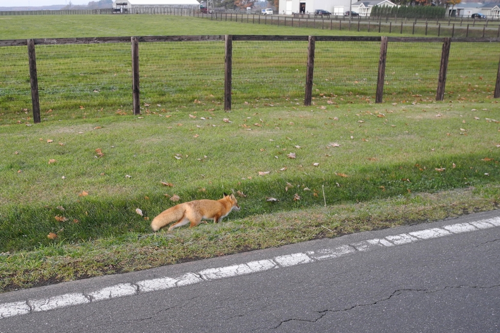 早起きしてみれば・・・