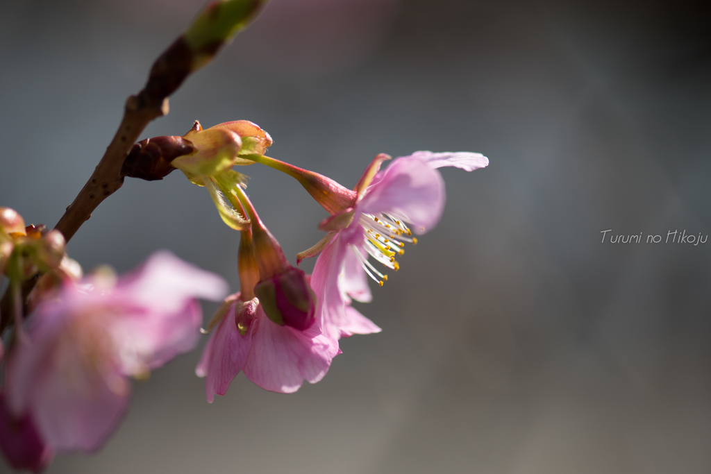 梅は咲いたか、桜はまだかいな
